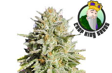Gorilla Glue Feminized Seeds CKS