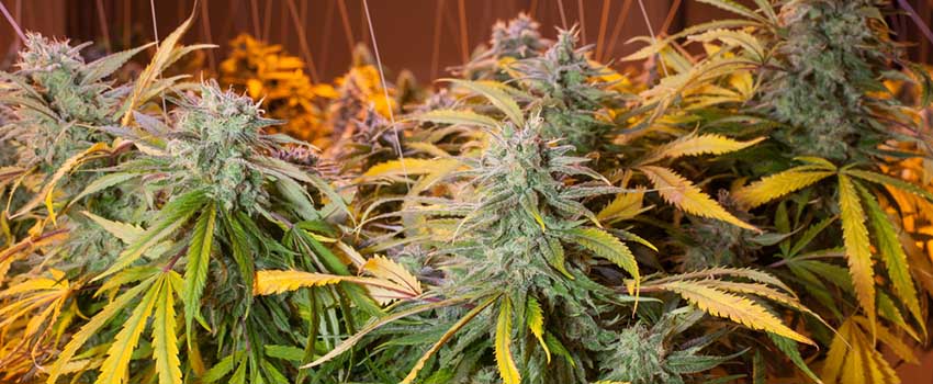 Gorilla Glue Seeds Strain Description