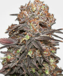 Grandaddy Purps Feminized Seeds