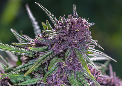 Granddaddy Purple Autoflower Cannabis Seeds