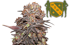 Granddaddy Purple Feminized Seeds MSNL