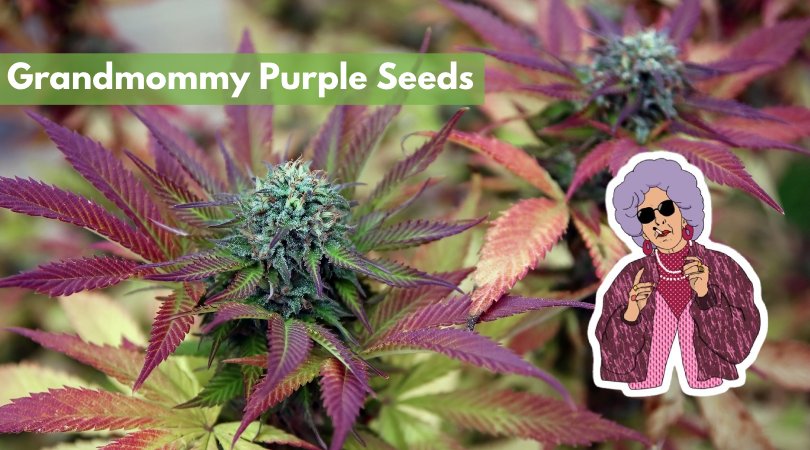 grandmommy purple seeds
