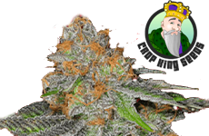 Grape Ape Feminized Seeds Crop King Seeds