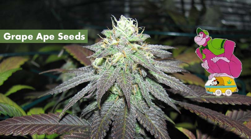 Grape Ape Seeds Main Photo