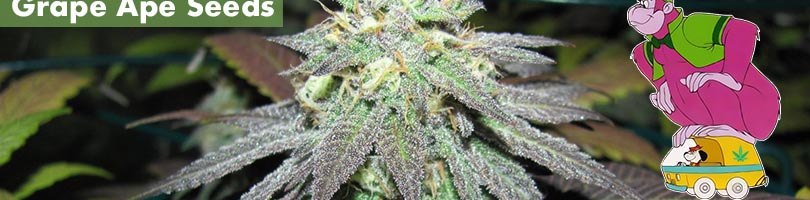 Grape Ape Seeds Featured Image