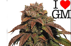 Green Crack Feminized Seeds ILGM