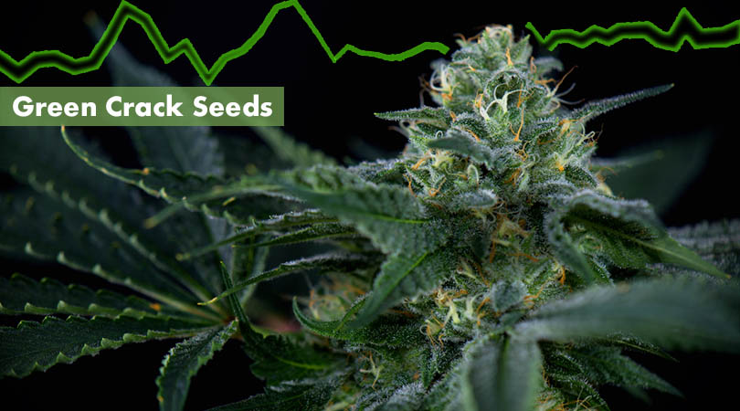 Green Crack Seeds Cover Photo