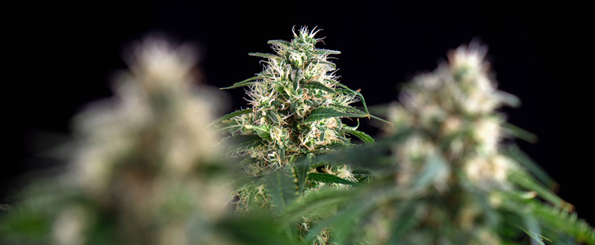 Green Crack Seeds Strain Description