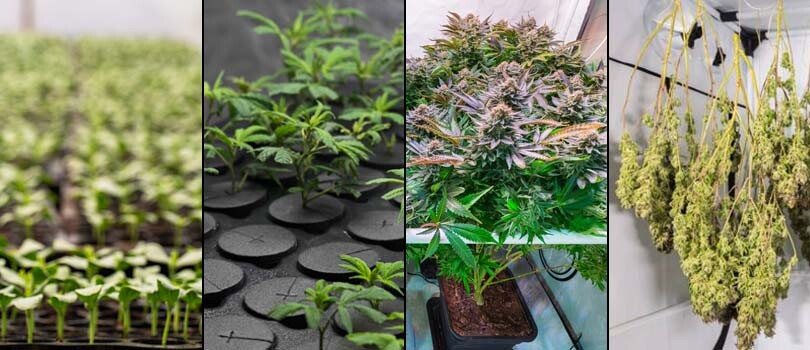 Grow Tent Uses