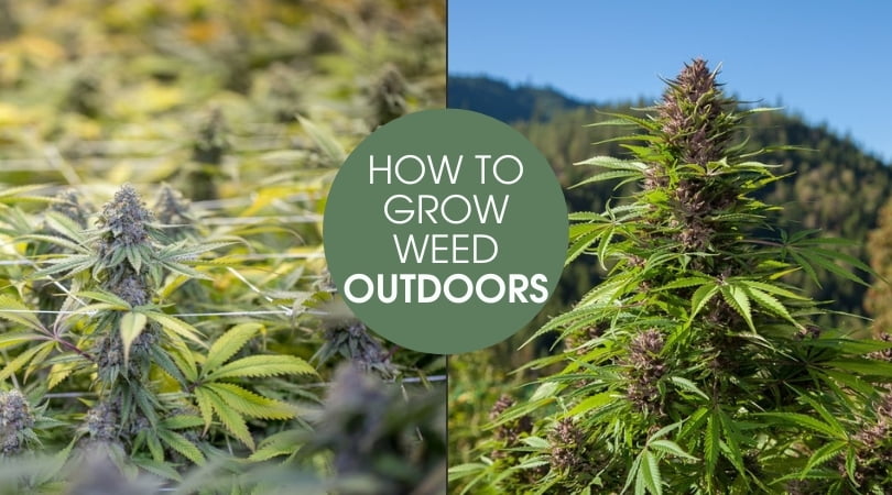 How to Grow Weed Outdoors