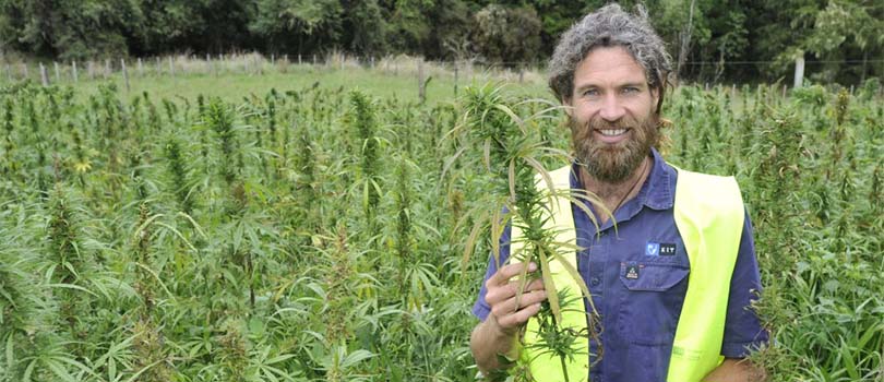 Growing Cannabis in Ruatoria