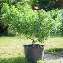Growing Outdoor Marijuana Container