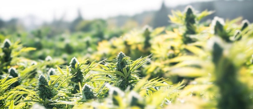 Outdoor Marijuana Field