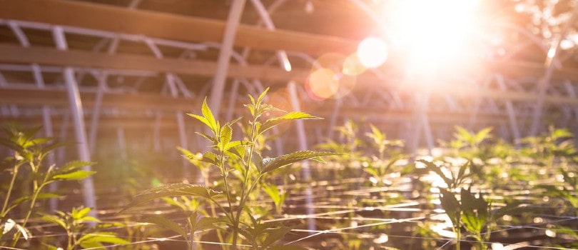 Outdoor marijuana plants in a greenhouse