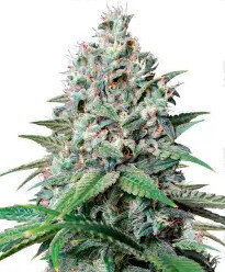 Herbies Seeds - Cookies Gelato Feminized Seeds