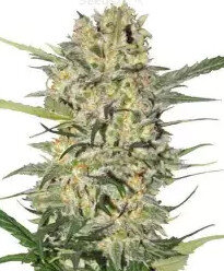 Herbies Seeds - Northern Lights Feminized Seeds