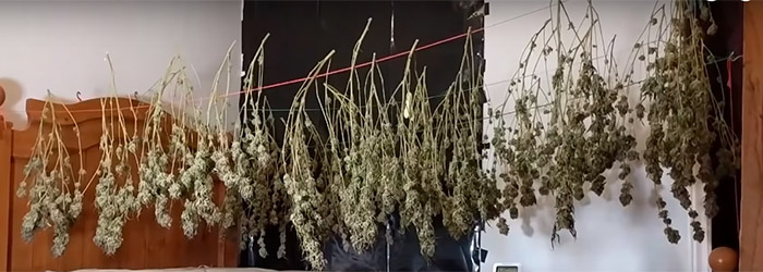 Hanging Cannabis after harvest
