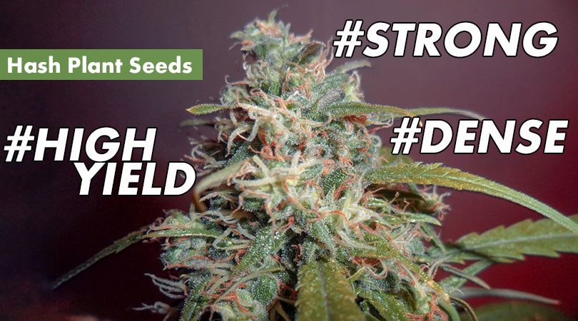 Hash Plant Seeds Cover Photo