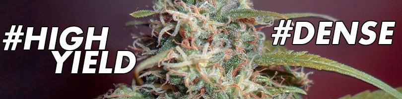 Hash Plant Seeds Featured Image