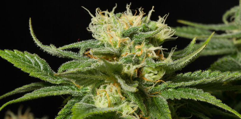 Hash Plant Feminized Seeds