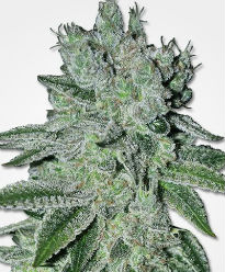 Headband OG Feminized Seeds