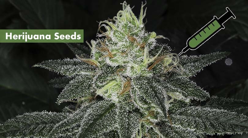 Herijuana Seeds Cover Photo