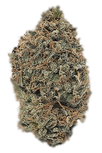 Hindu Kush Seeds Bud