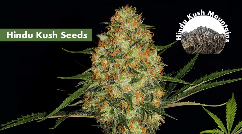 Hindu Kush Seeds Cover Photo