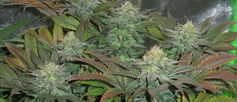 Hindu Kush Seeds Strain Description