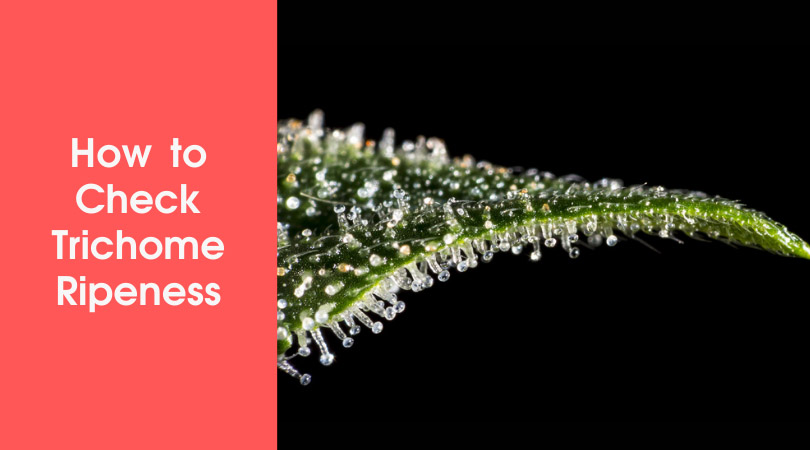 How to Check Trichome Ripeness Cover Photo