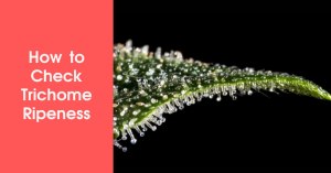 How to Check Trichome Ripeness Featured Image