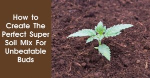 How to Create The Perfect Super Soil Mix For Unbeatable Buds Featured Image