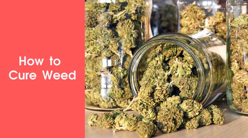 How to Cure Weed Cover Photo