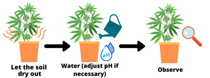 How to Fix an Overwatered Cannabis Plant