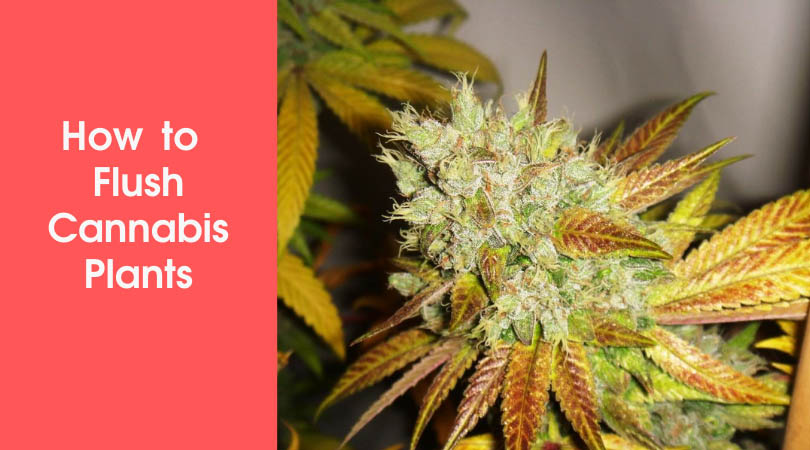 How to Flush Cannabis Plants Cover Photo