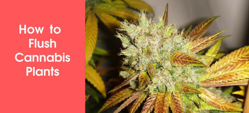 How to Flush Cannabis Plants Featured Image