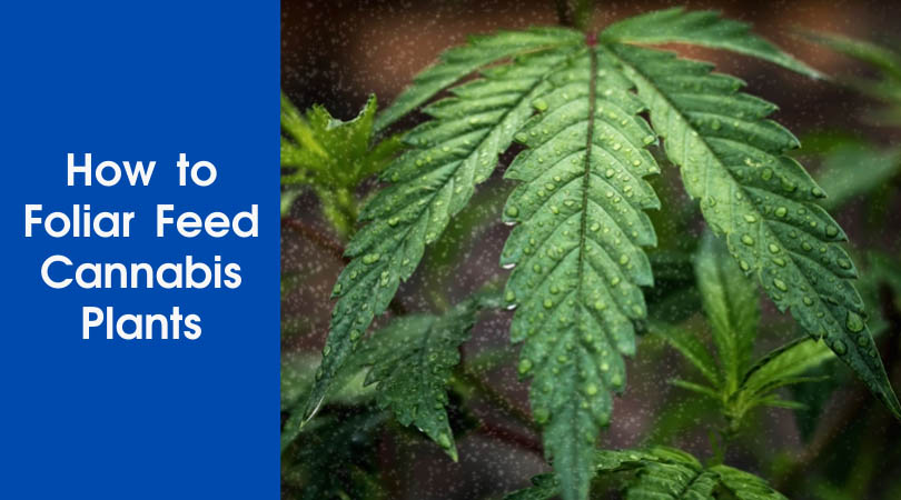 How to Foliar Feed Cannabis Plants Cover Photo