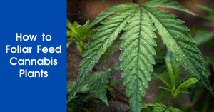 How to Foliar Feed Cannabis Plants Featured Image