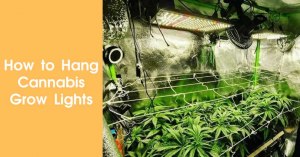 How to Hang Cannabis Grow Lights Featured Image