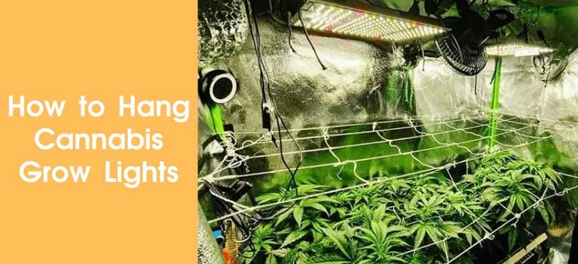 How to Hang Cannabis Grow Lights Featured Image