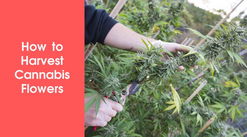 How to Harvest Cannabis Flowers Cover Photo