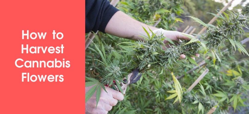How to Harvest Cannabis Flowers Featured Image