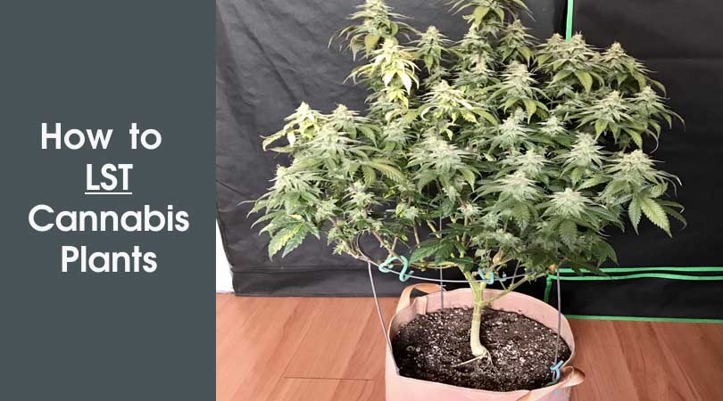 How to LST Cannabis Plants Cover Photo