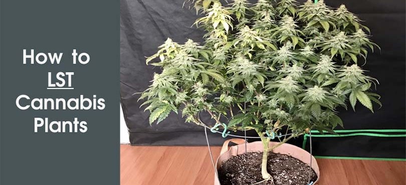 How to LST Cannabis Plants Featured Image