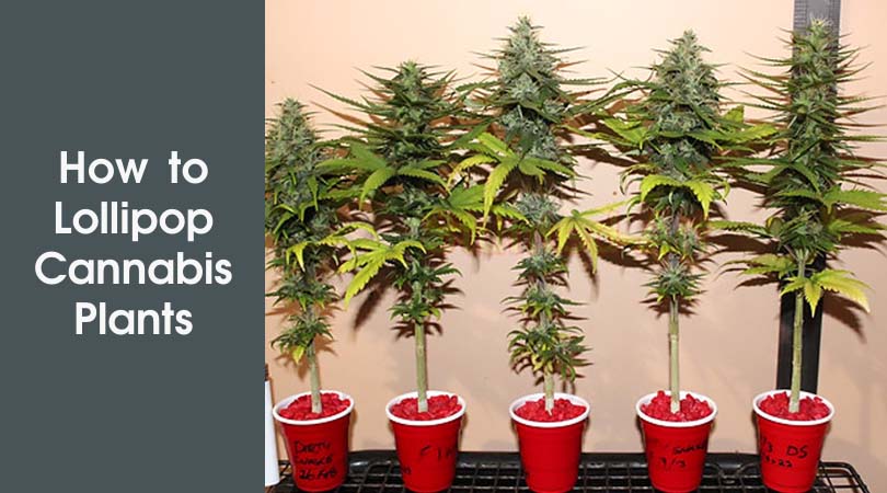 How to Lollipop Cannabis Plants Cover Photo