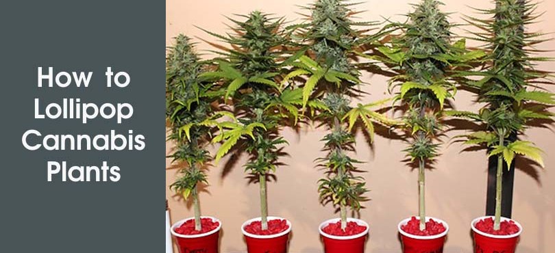 How to Lollipop Cannabis Plants Featured Image