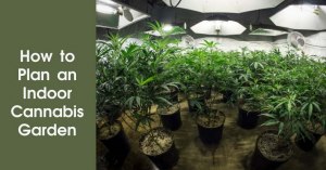 How to Plan an Indoor Cannabis Garden Featured Image