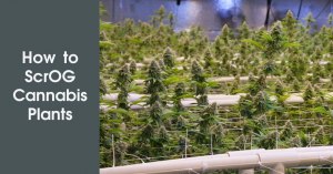 How to ScrOG Cannabis Plants Featured Image