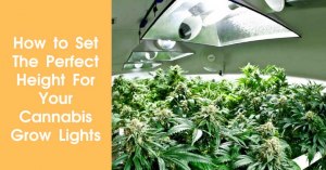 How to Set The Perfect Height For Your Cannabis Grow Lights Featured Image