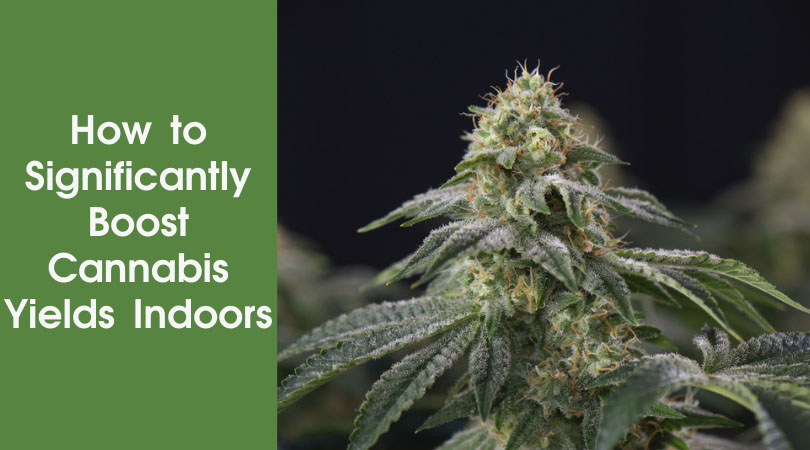 How to Significantly Boost Cannabis Yields Indoors Cover Photo